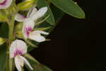 Narrowleaf lespedeza